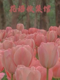 花语收集馆