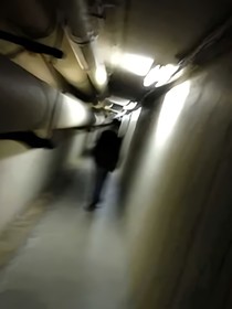一只狗的后室求生