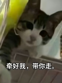 猪猪侠之拐走神明