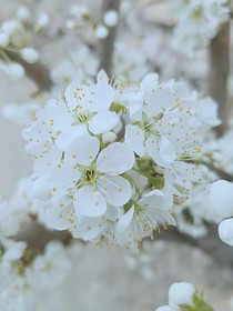 玄衣白鹤
