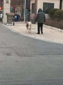 狗跟傻帽