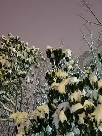 日夜思念的是你