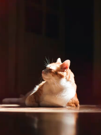 嚼一口猫糖