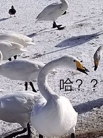 父王在下