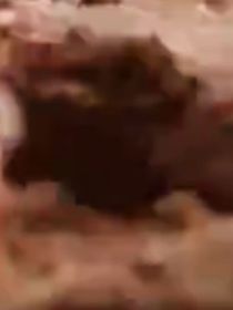 张颜齐：诺兰亚德病毒