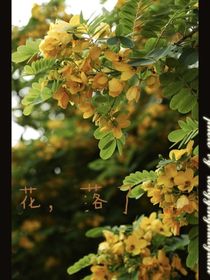 花，落了