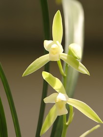 苍兰：疯批兰花草