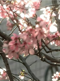 博君一肖：回头