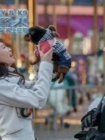 花犬续写之满江红版