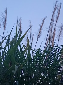 靜海無風(fēng)