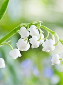 小花仙白鈴花精靈王