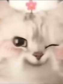 小O猪猪侠