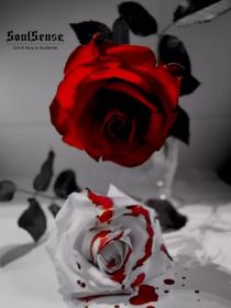 黑暗中的血色玫瑰
