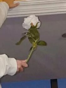 玫瑰世界觀