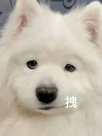 正文看不到呀