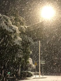 绿枝残雪