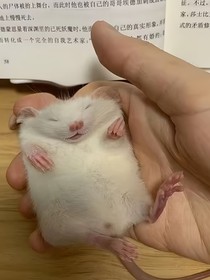 橙子的日记