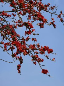 木棉與白頭鵯