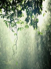 绝世：落雨纷飞