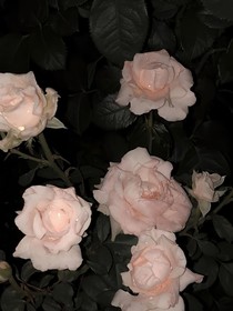 莞莞随笔