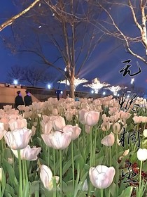 无烬桐丞