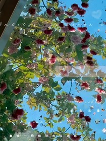 烟波里的糖