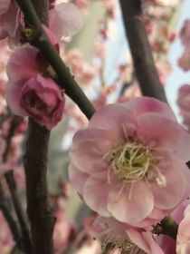 花开时则归