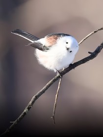 兽世：捡来的游隼想吃我？！