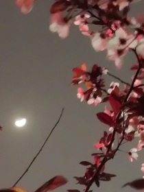 我見明月