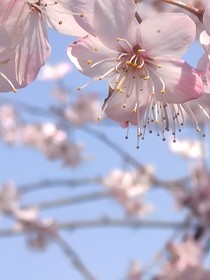 综影视：裳裳