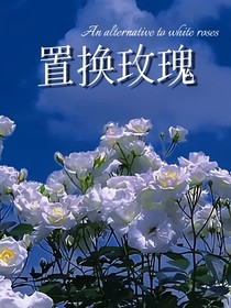 置換玫瑰