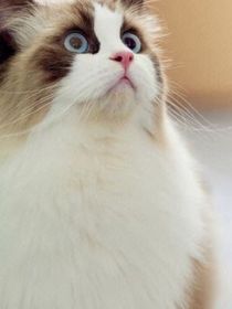 猫武士——1232455552