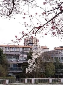 彩色桔梗