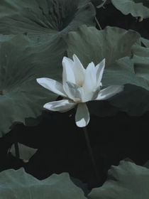沉清