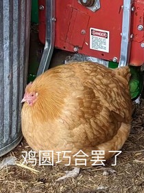 臣服（白領(lǐng)榜一哥和正經(jīng)主播）