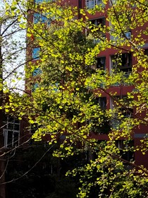 梧桐与蝉鸣