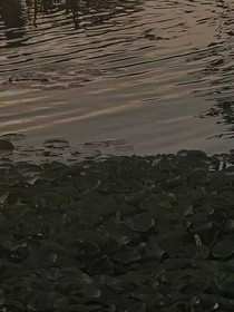 柳熙