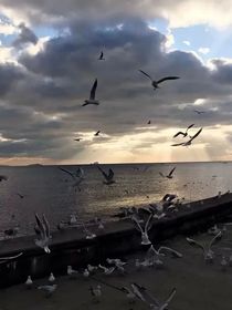 苦酒与飞鸟