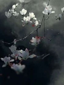 师道-d713