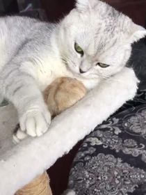 吱吱呀呀