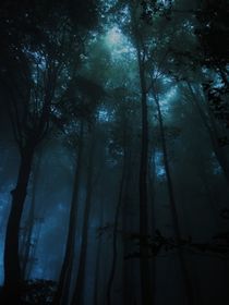 一片走不出去的森林