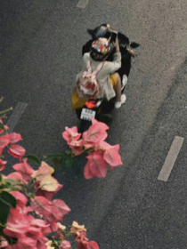 蓄意纵火