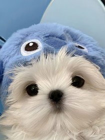 偵探小说