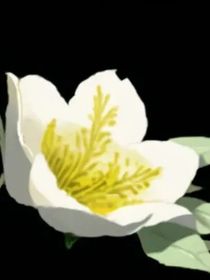 桃花落时已不见你