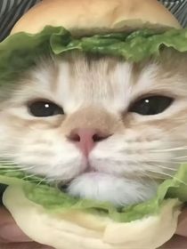 独立自强姐是王