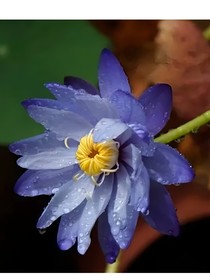 京劇貓之桂月
