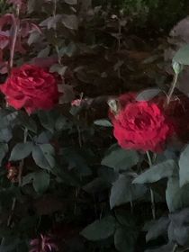落叶里的秋天