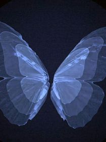 栀子花下的黄昏