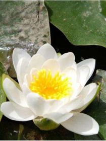 千金白莲花