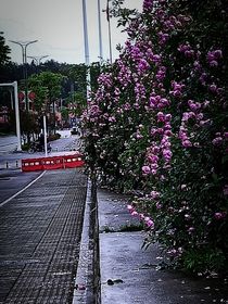 浅愿